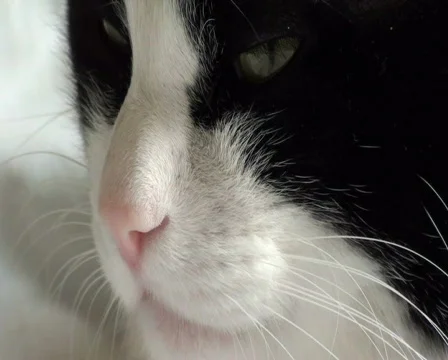 Cat's muzzle. Part 2 Stock Footage 718382