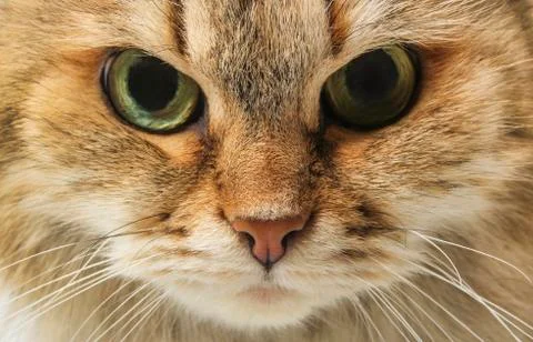 Cat's muzzle Stock Photos