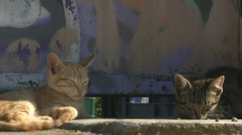 Cats napping Vidéo 789918