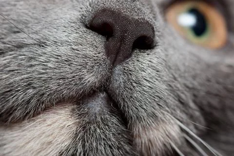 Cats nose Stock Photos
