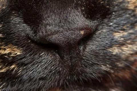 Cat's nose Stock Photos