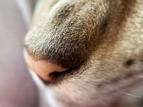 Cat's nose Stock Photos