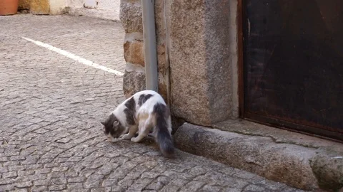 Cats in old town sunset light Video stock 105897188