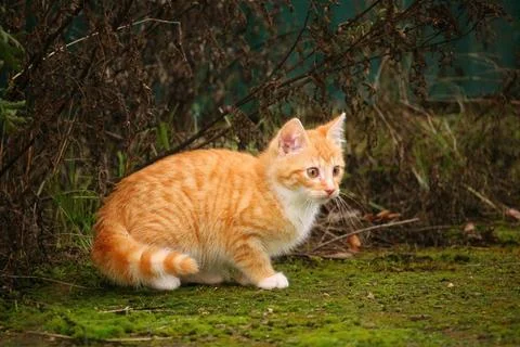 Cats orange Stock Photos