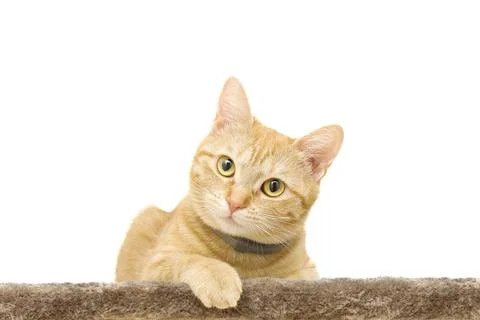 Cats orange Stock Photos