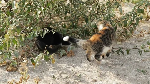 Cats Outdoors Stock Footage 51441815