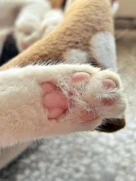Cat's paw Stock Photos