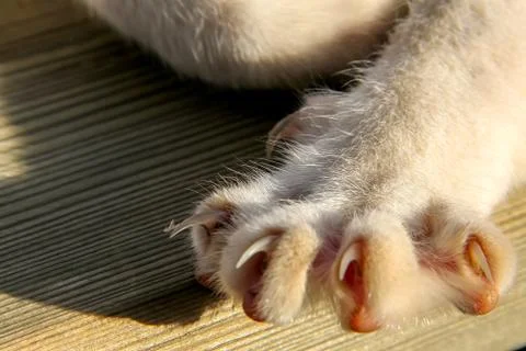 Cats paw with sharp nails. Stock Photos