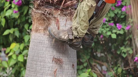 Cat's Paw Special purpose On The Tree. Shoe Non-slip Tool. Fast Climb Tree.  Stock Footage 265642646