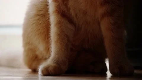 Cat's paws Stock Footage 131207423