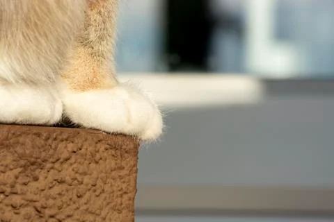 Cat's paws in macro. closeup. sunlight. sunny day Stock Photos