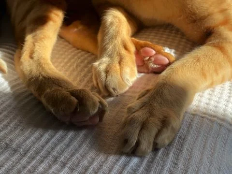 Cat’s paws Stock Photos