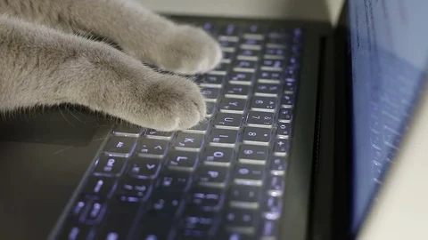 Cat's paws print text on the laptop. Stock Footage 85132278