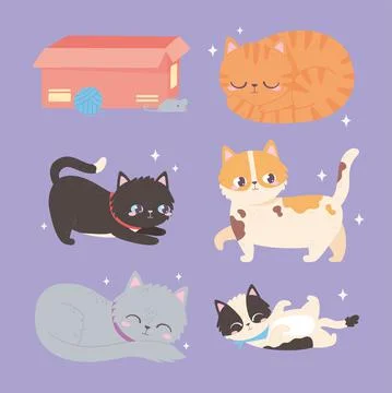 Cats pet with box wool ball, feline domestic animal Stock-Illustration