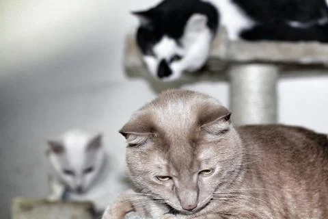 Cats Stock Photos