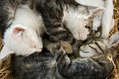 Cats Stock Photos