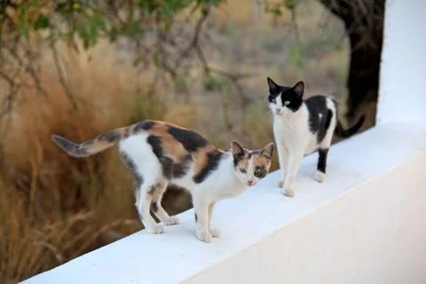 Cats Stock Photos