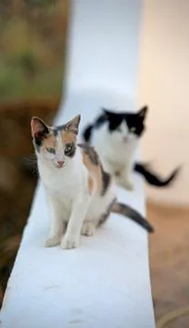 Cats Stock Photos