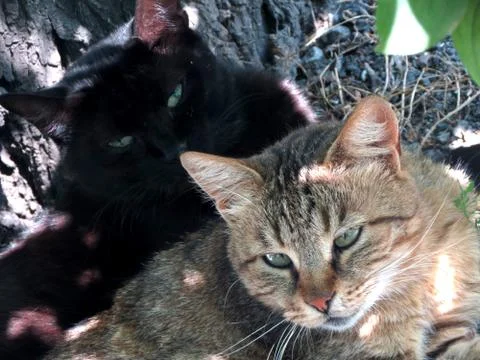 Cats Stock Photos