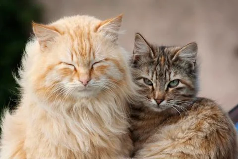 Cats Stock Photos