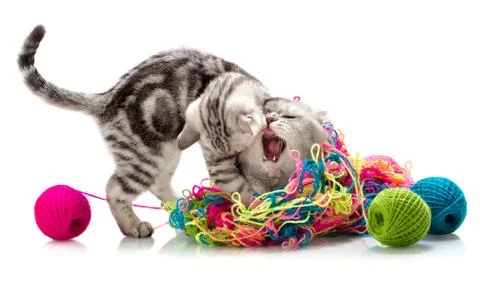 Cats Foto stock