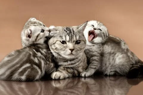 Cats Stock Photos