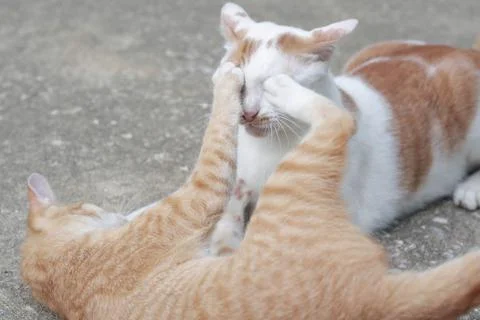 Cats​ Stock Photos