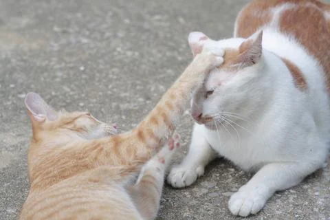 Cats​ 스톡 사진