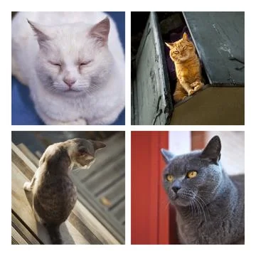 Cats Stock Photos