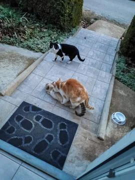 Cats Foto stock
