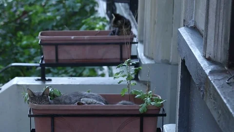 Cats In Plant Boxes Cleaning Stock Footage 71284965