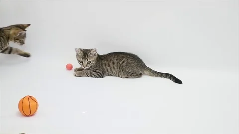 Cats play with a ball on a white background Stock Footage 79538905