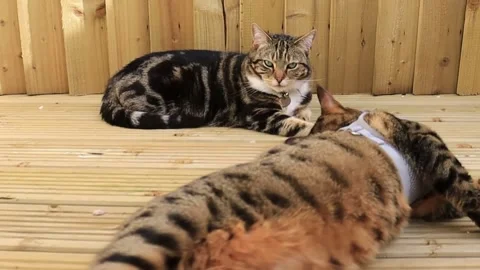 Cats at play, cats fighting. Stock Footage 236770053