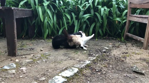 Cats play fight Video stock 152035393