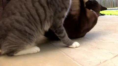 Cats play rough and chase each other Видео 55245257