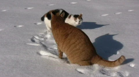 Cats play in the snow Stock Footage 647299