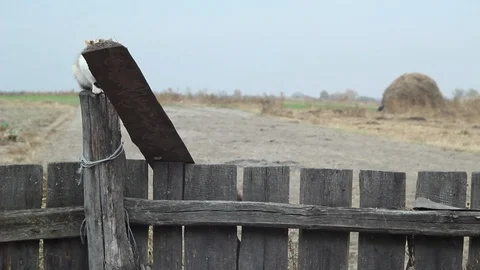 Cats play in the yard. Stock Footage 118463771