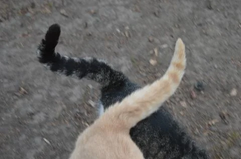 Cats playfully interact outside, showcasing their unique tails in a natural Stock Photos