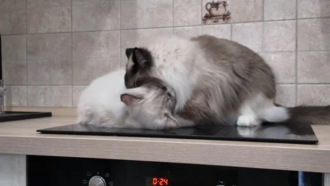 Cats playing and grooming each other on a countertop in a kitchen during the day Stock Footage 327708020