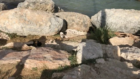 Cats Playing at the beach Stock-Footage 90629559
