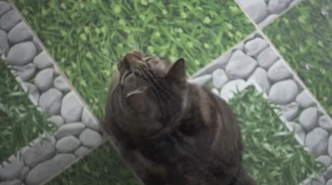 Cats Playing on the Floor with a Paper Bow Tied on a String. Slow Motion Stock Footage 66197934