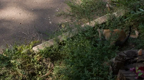 Cats Playing Stock Footage 41493985