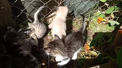 Cats playing Stock Footage 131239521