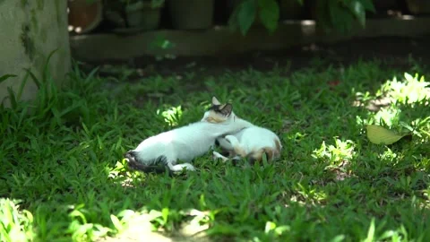 Cats playing Stock Footage 159868208