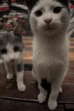 Cats playing in front of pub Stock Photos