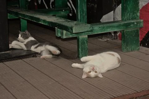 Cats playing in front of pub 库存照片