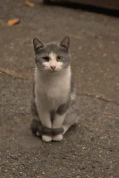 Cats playing in front of pub Stock Photos