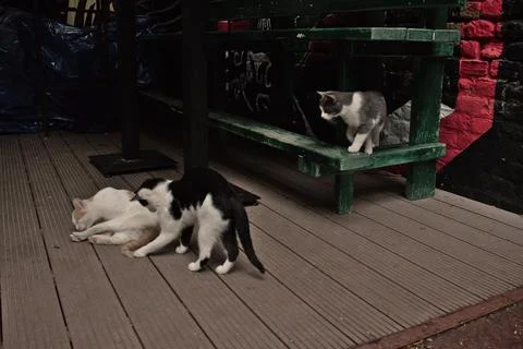 Cats playing in front of pub 库存照片