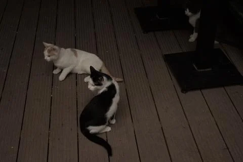 Cats playing in front of pub 스톡 사진