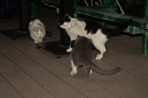 Cats playing in front of pub Photos